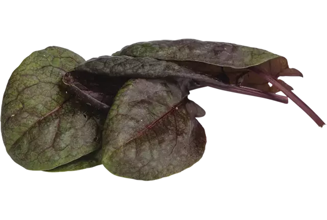 Oseille rouge 20g pièce